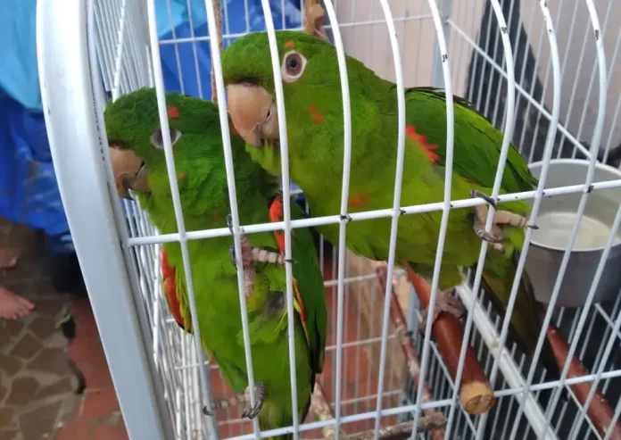 PERIQUITO