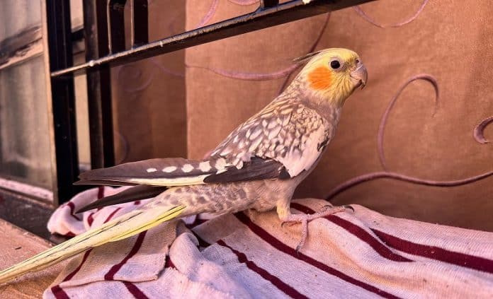 Calopsita fugitiva volta para casa após aventura no Bosque Ararinha, em Araras, SP