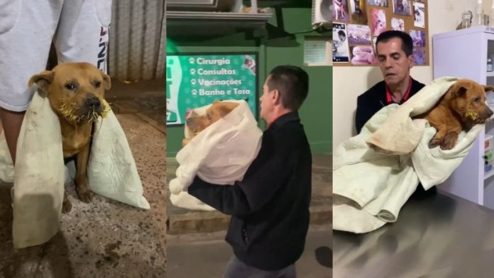 Vereador Apolari resgata cachorro atacado por ouriço em Araras, SP Vereador Apolari resgata cachorro atacado por ouriço em Araras, SP