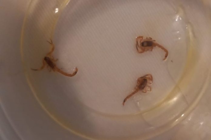 Imagem do WhatsApp de 2024-11-22 à(s) 10.32.53_40534520