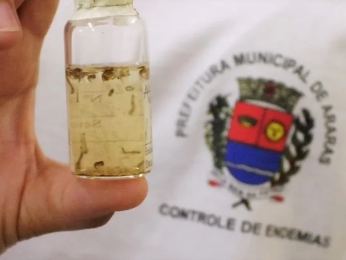 Design-sem-nome-2025-02-01T083233.152_2025-02-01_11-32-50_png_2025-02-01_11-32-50