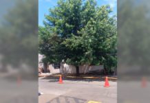 NEOENERGIA realiza pode de árvore após reclamação no grupo BOCA NO TROMBONE em Araras, SP