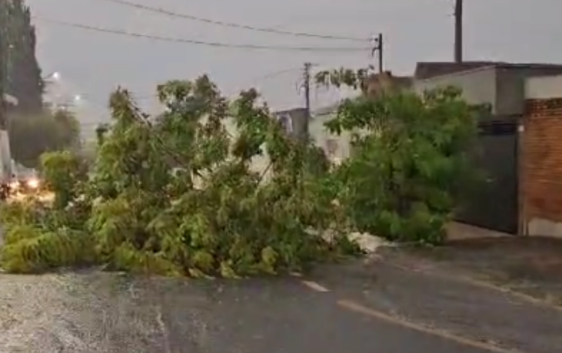 Noticias de Araras | Forte tempestade provoca alagamentos, quedas de árvores e falta de energia em Araras, SP