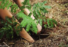 Paróquia São Francisco de Assis realiza plantio de mudas e promove cuidado com o meio ambiente em Araras, SP